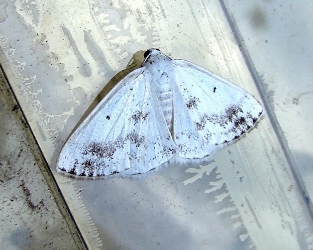 clouded silver  	title=